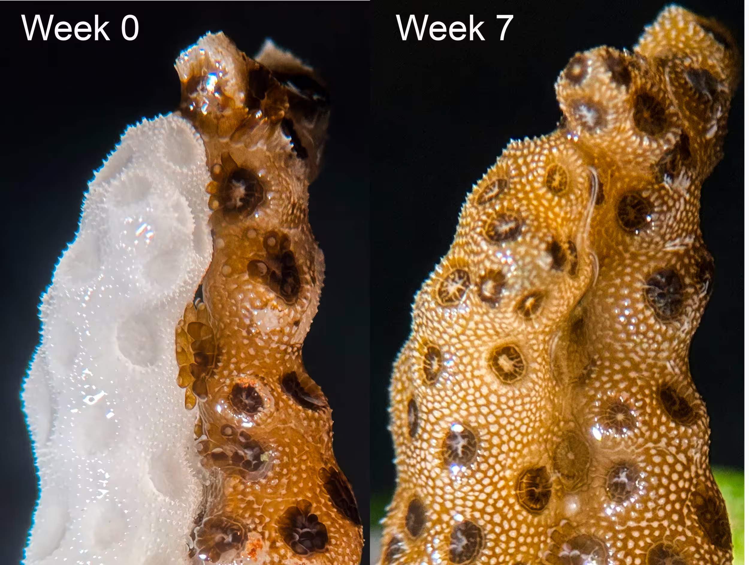 A bleached coral fragment touching a healthy fragment of the same coral clone