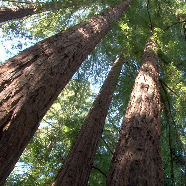 Fighting fires with finance: A summer at Blue Forest