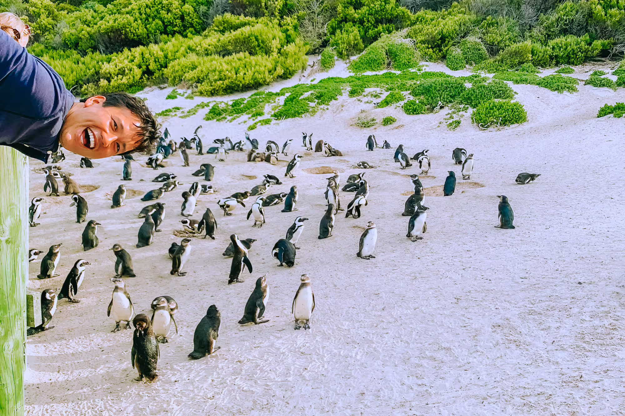 A man smiles as he leans over a railing overlooking a sandy beach filled with penguins