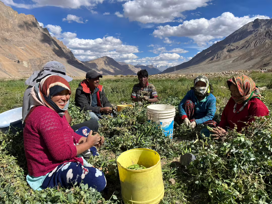 Farmers harvest green peas during an interview in village Hul, Himachal Pradesh, India. (Image credit: Harman Jaggi)
