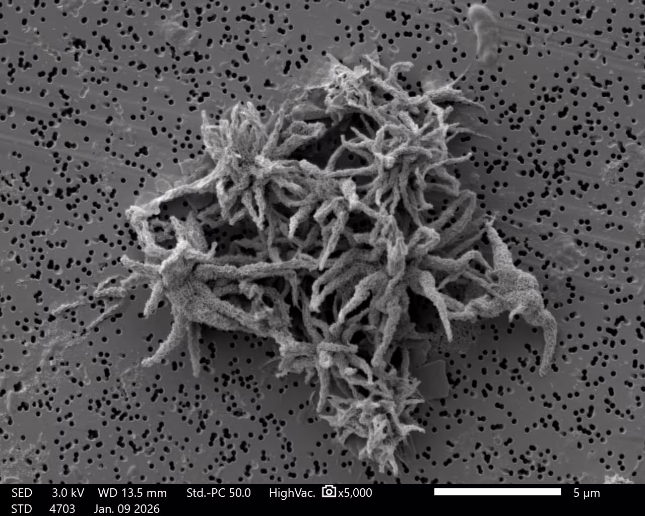 A black-and-white image of star-shaped manganese oxide particles collected from the Orca Basin interface.