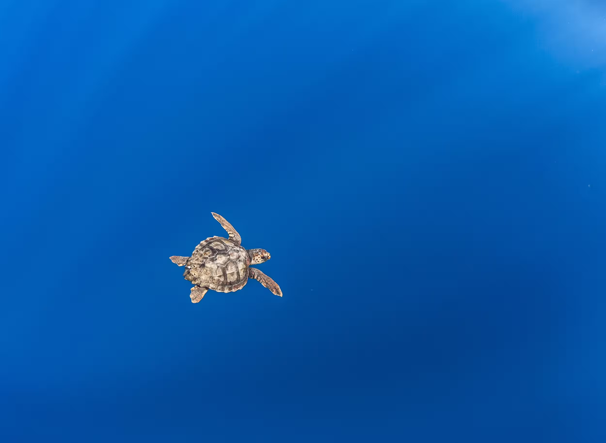 Study reveals rapid shift in loggerhead sea turtles' range