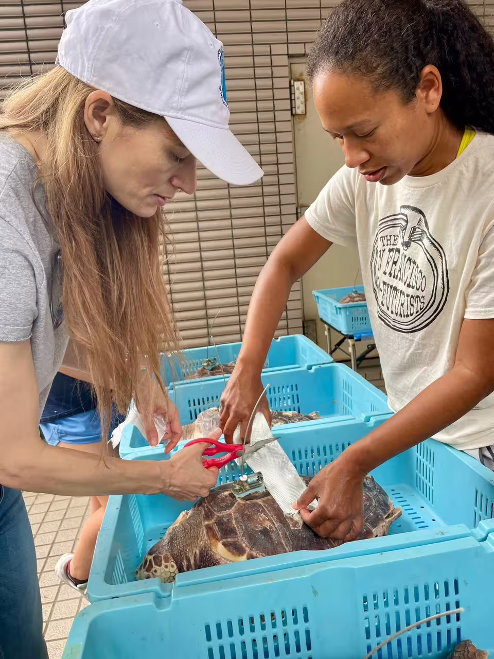 Lead author Dana Briscoe (left) and co-author Catherine Lee Hing (right) attach a satellite tag to a North Pacific loggerhead sea turtle at the Port of Nagoya Public Aquarium in Nagoya, Japan. (Image credit: Laura Jim)
