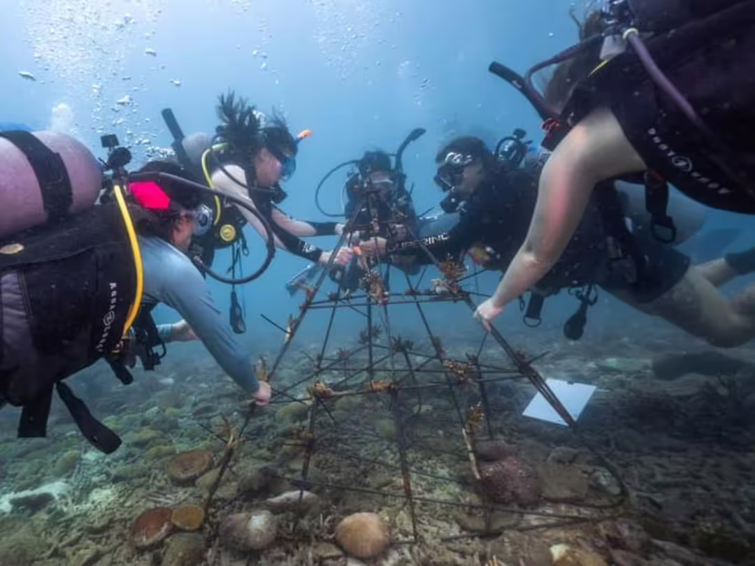 Using another method for reef restoration, divers attach coral fragments to metal structures to support the growth of larger colonies over time. (Image credit: Dive Team Thailand, Khun Napaket Limthanakit)